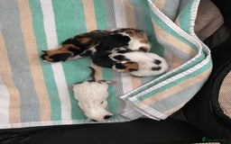 British Shorthair cats for sale: 4 Kittens for sale - Image 24