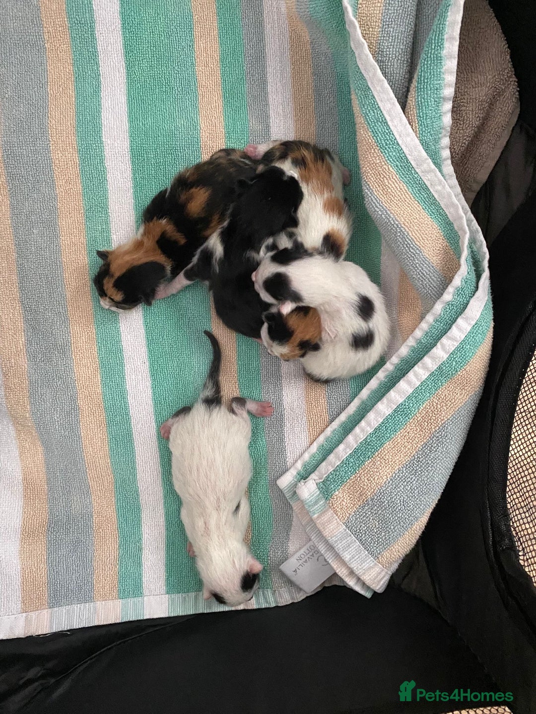 British Shorthair cats for sale: 4 Kittens for sale - Image 24