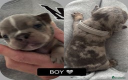 Mixed Breed dogs for sale: 5 beautiful frenchie x English bulldogs for sale  - Image 5