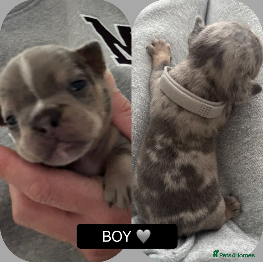 Mixed Breed dogs for sale: 5 beautiful frenchie x English bulldogs for sale  - Image 5