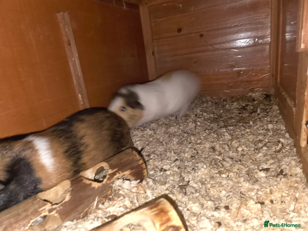 Guinea Pig rodents for sale: 2 males 2 females  - Advert 13