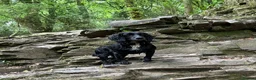 Cocker Spaniel dogs for sale: Working Cocker Spaniel last puppy male - Advert 15