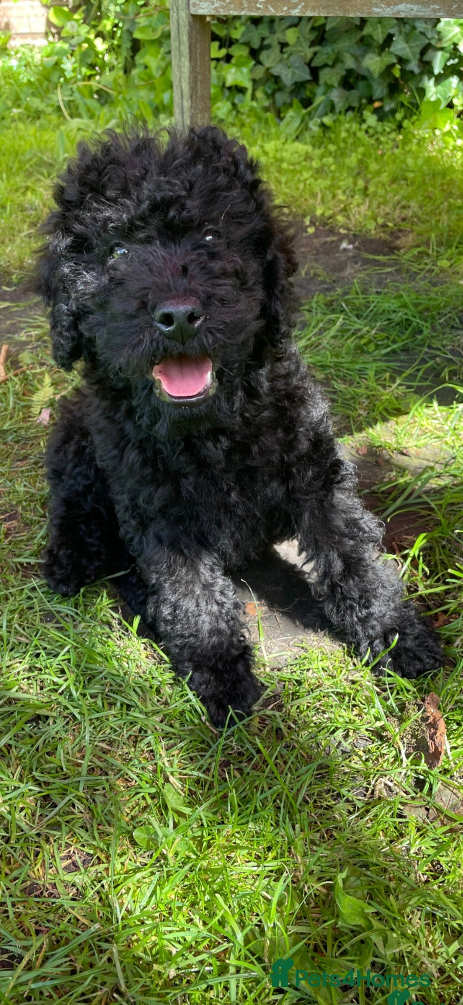 Labradoodle dogs Miniature Labradoodle Cockapoo x bedlington  - Advert 5