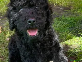 Labradoodle dogs Miniature Labradoodle Cockapoo x bedlington - Advert 6