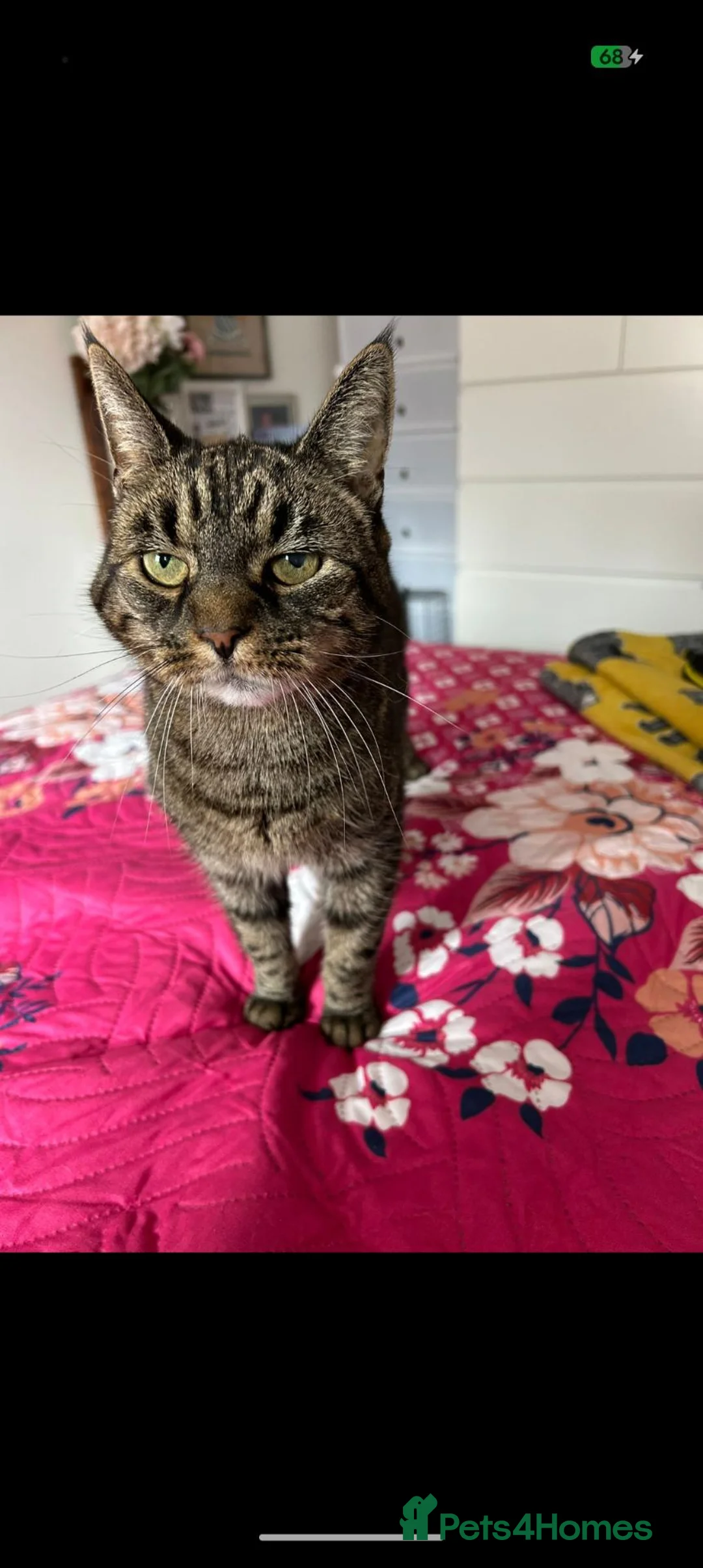 Mixed Breed cats for sale: Beautiful Bengal cross female  in Chester - Advert 4