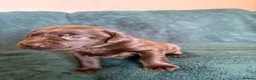 Labrador Retriever dogs for sale: Macy's Litter - Advert 5