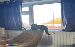 Domestic Shorthair cats for sale: Lovely cat female looking for home! - Image 9
