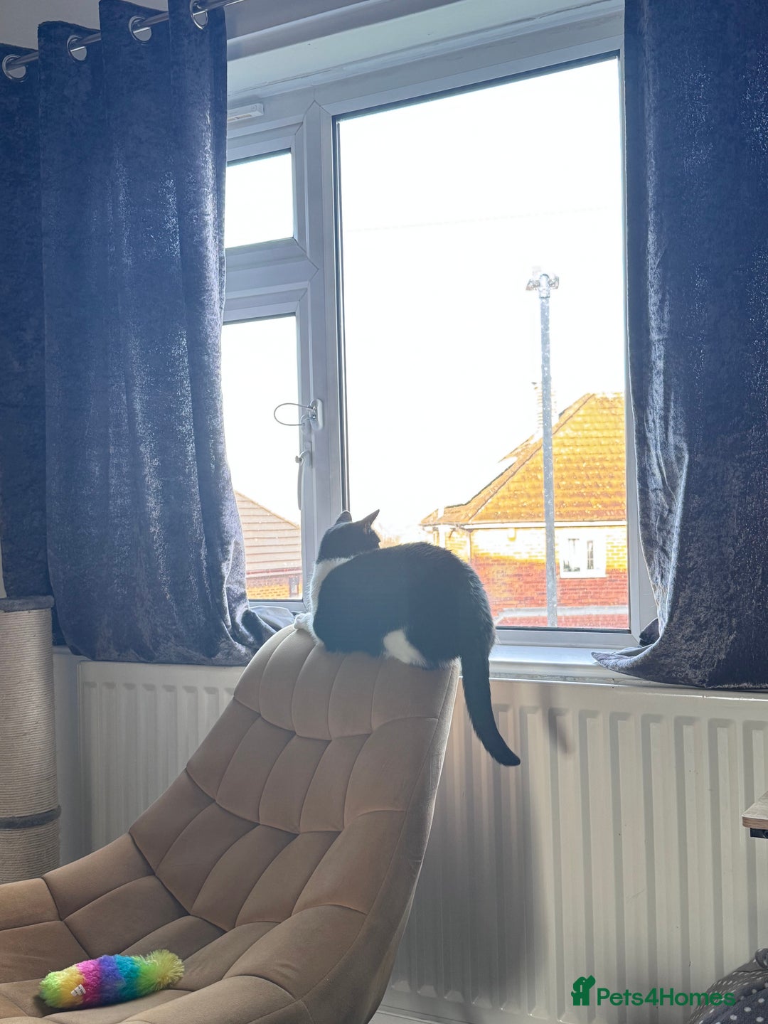 Domestic Shorthair cats for sale: Lovely cat female looking for home! - Image 9