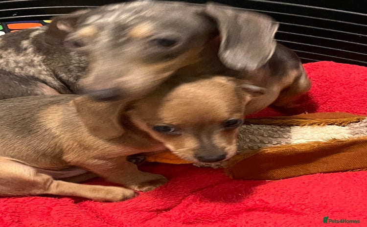 Dachshund dogs Miniature dachshund puppies - Advert 10