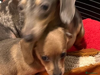 Dachshund dogs Miniature dachshund puppies - Advert 5