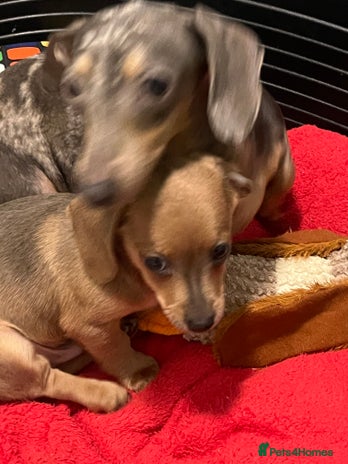 Dachshund dogs Miniature dachshund puppies - Advert 10