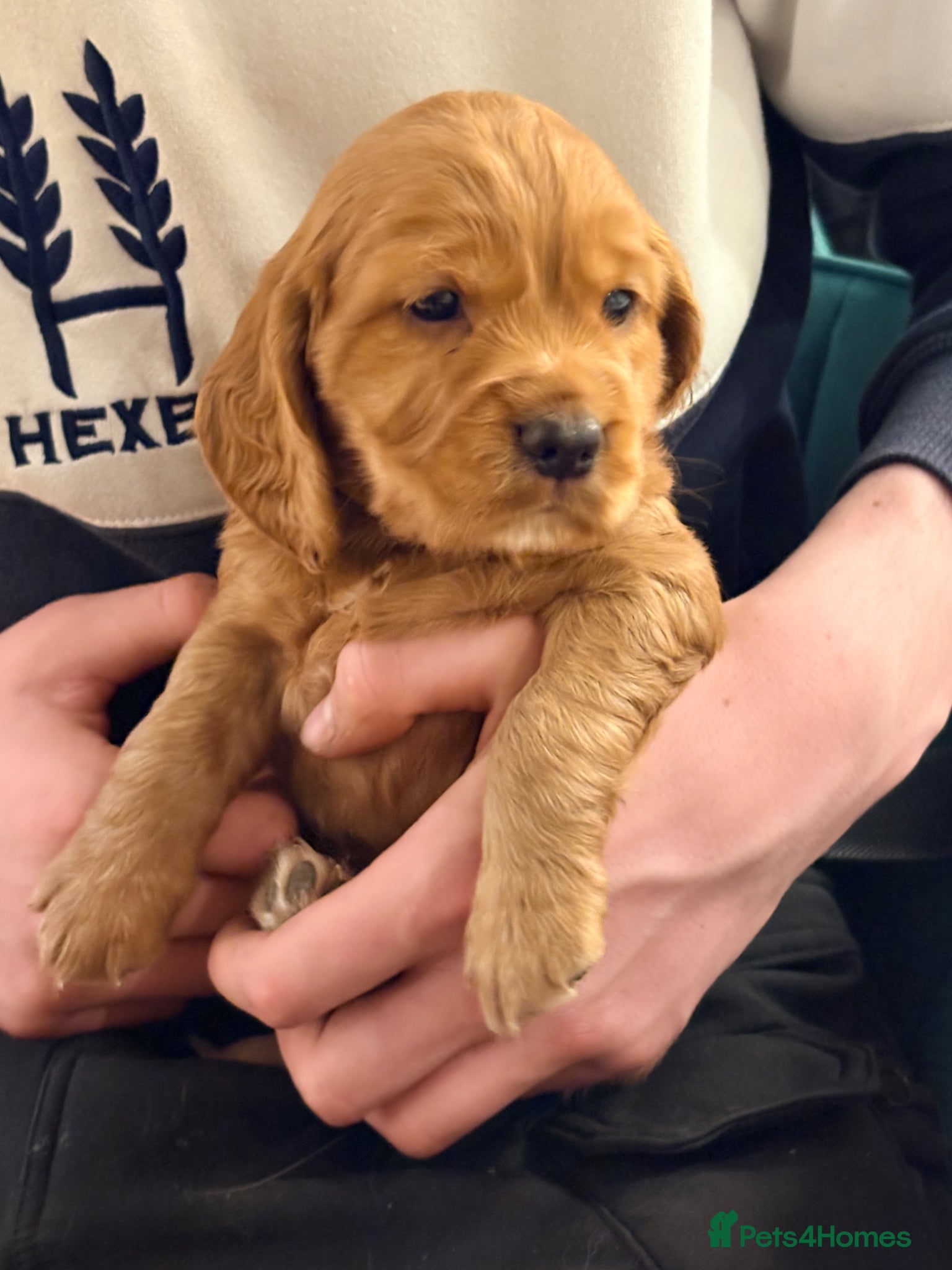 Cocker Spaniel dogs Lovely litter by our gorgeous cockerspanial Milly - Advert 2