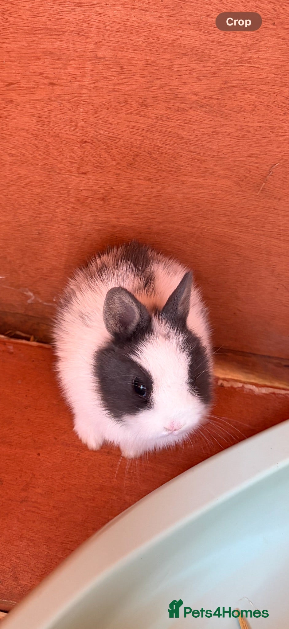 Netherland Dwarf rabbits 5 Netherland Dwarf Bunnies for sale at 8-10 weeks  - Advert 10