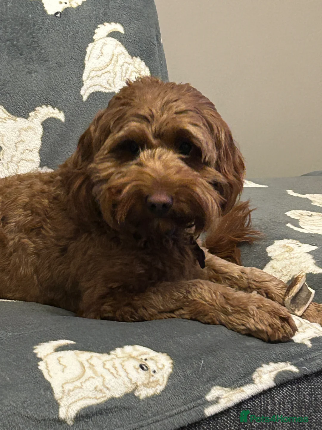 Australian Labradoodle dogs for sale: Australian Labradoodle Female - Advert 1