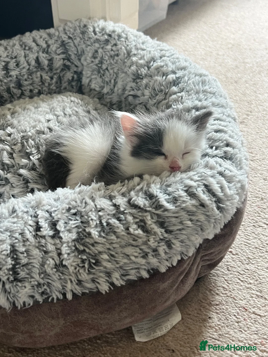 Ragdoll cats for sale: Beautiful Grey & White Ragdoll Kitten  - Advert 23