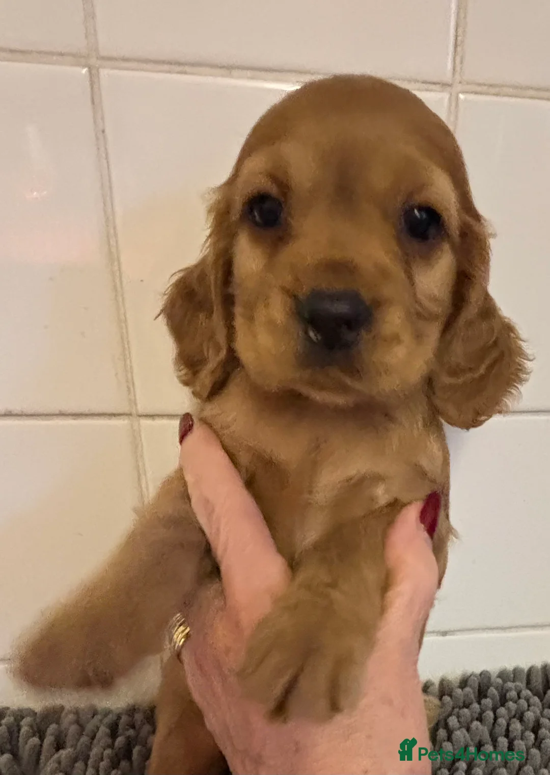 Cockalier dogs for sale: Superb Cockalier puppies - health tested parents - Advert 1