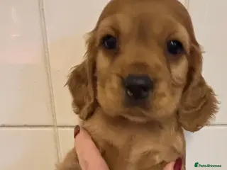 Cockalier dogs Superb Cockalier puppies - health tested parents - Advert 17