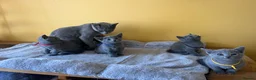 Russian Blue cats for sale: TICA REGISTERED Pure Breed Russian Blue Kittens - Advert 7