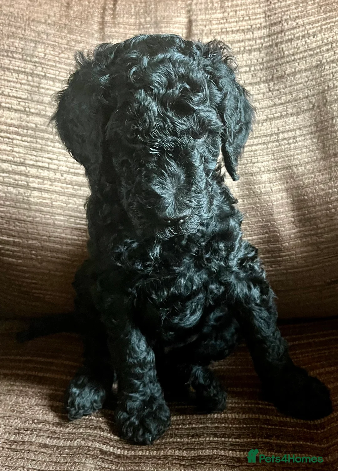 Standard Poodle dogs for sale: Standard Poodle Black male  - Advert 5