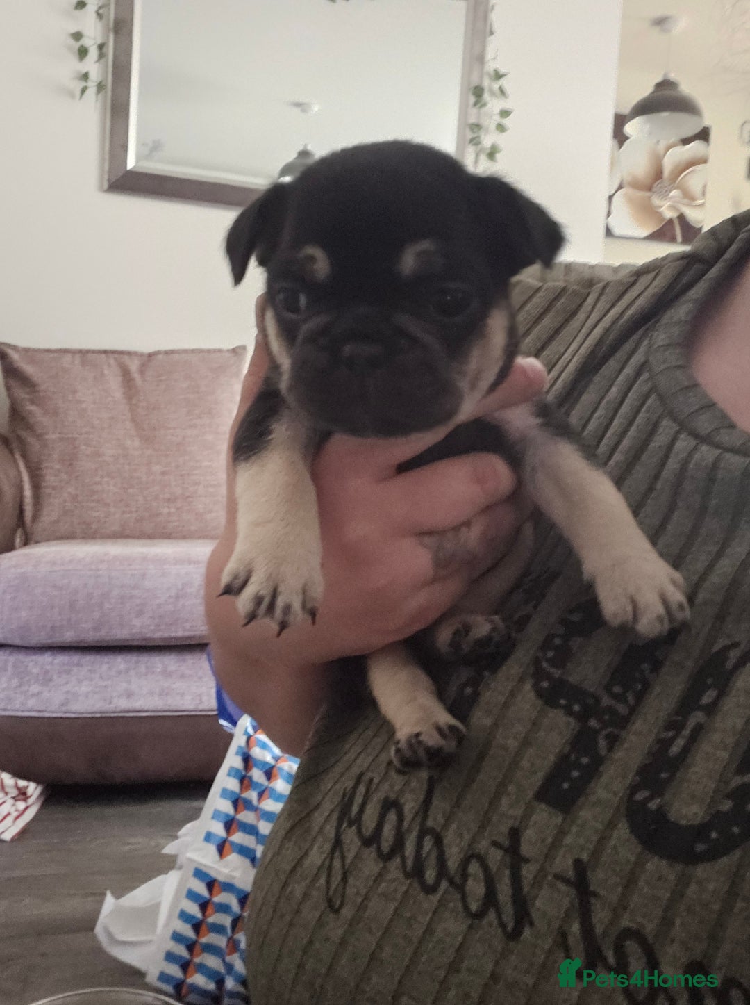 French Bulldog dogs for sale: French bulldog puppies - Image 11