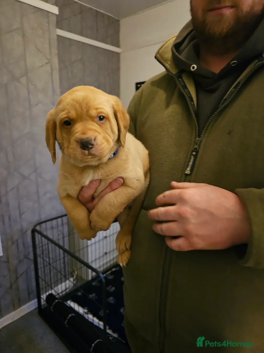 Labrador Retriever dogs for sale: Kc registered labrador pups  - Advert 7