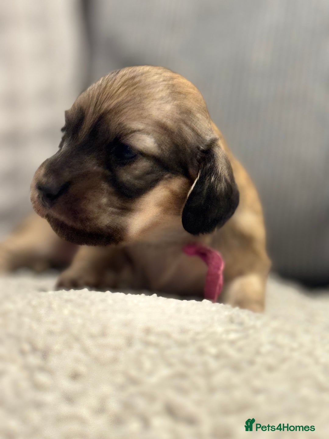 Miniature Dachshund dogs for sale: Reservation list now open! - Image 14