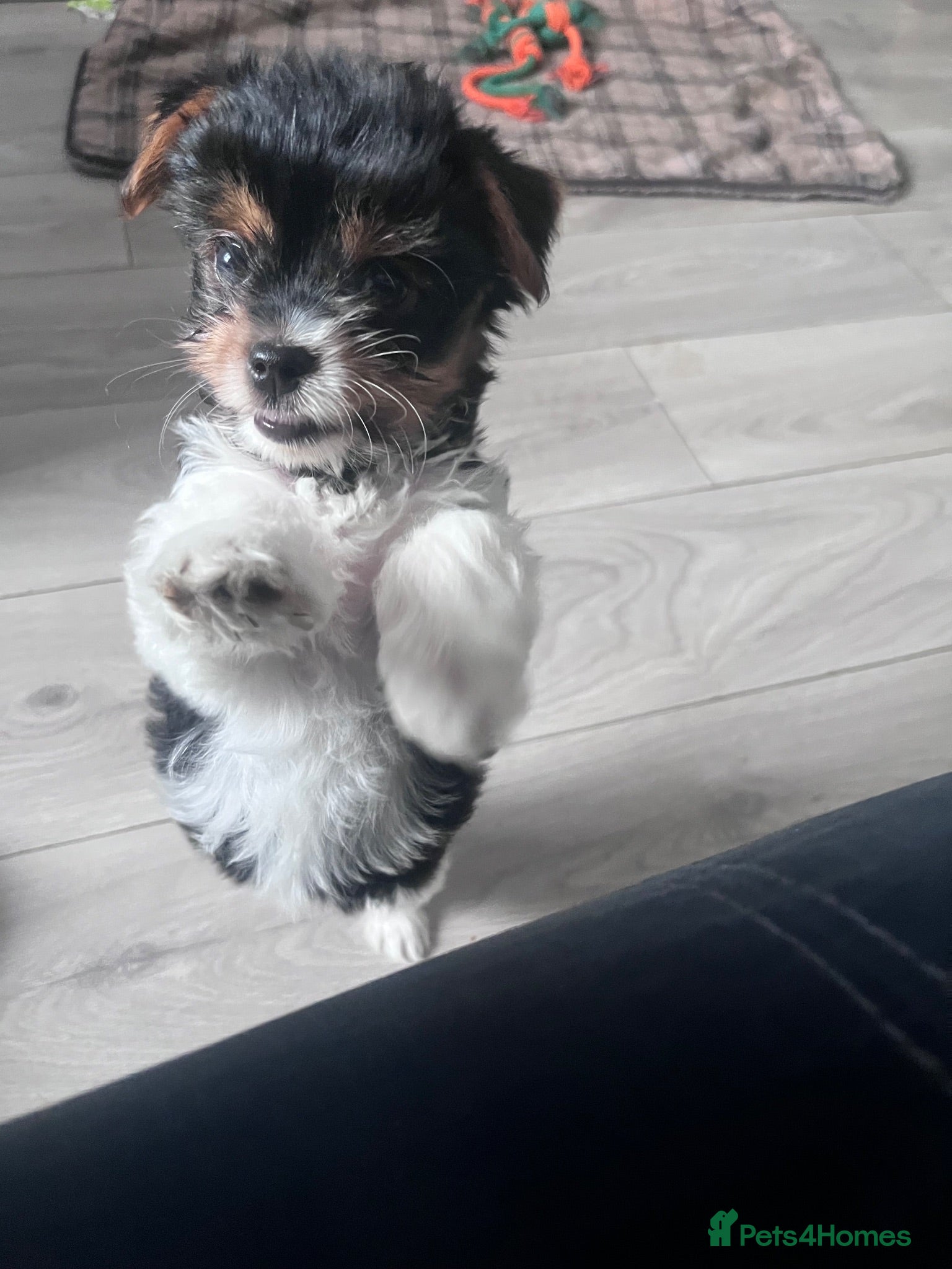 Biewer Terrier dogs Last Girl Pure Biewer „Ready to Go” - Advert 2