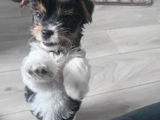 Biewer Terrier dogs Last Girl Pure Biewer „Ready to Go” - Advert 15