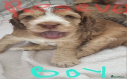 Cockapoo dogs for sale: Beautiful Cockapoos  - Image 6