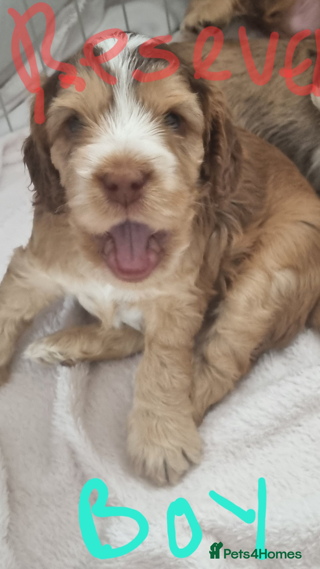 Cockapoo dogs for sale: Beautiful Cockapoos  - Image 6