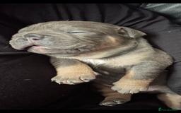 English Bulldog dogs for sale: Beautiful Olde English bulldogs  - Image 10