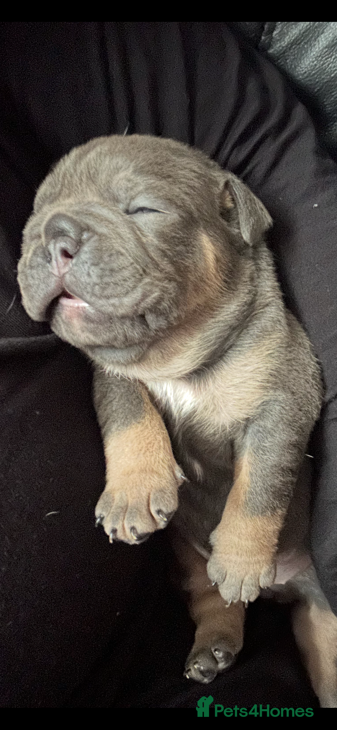 English Bulldog dogs for sale: Beautiful Olde English bulldogs  - Image 10