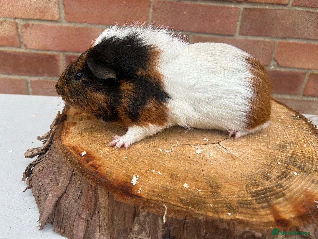 Guinea Pig rodents for sale: Free Male Guinea pigs  - Image 4