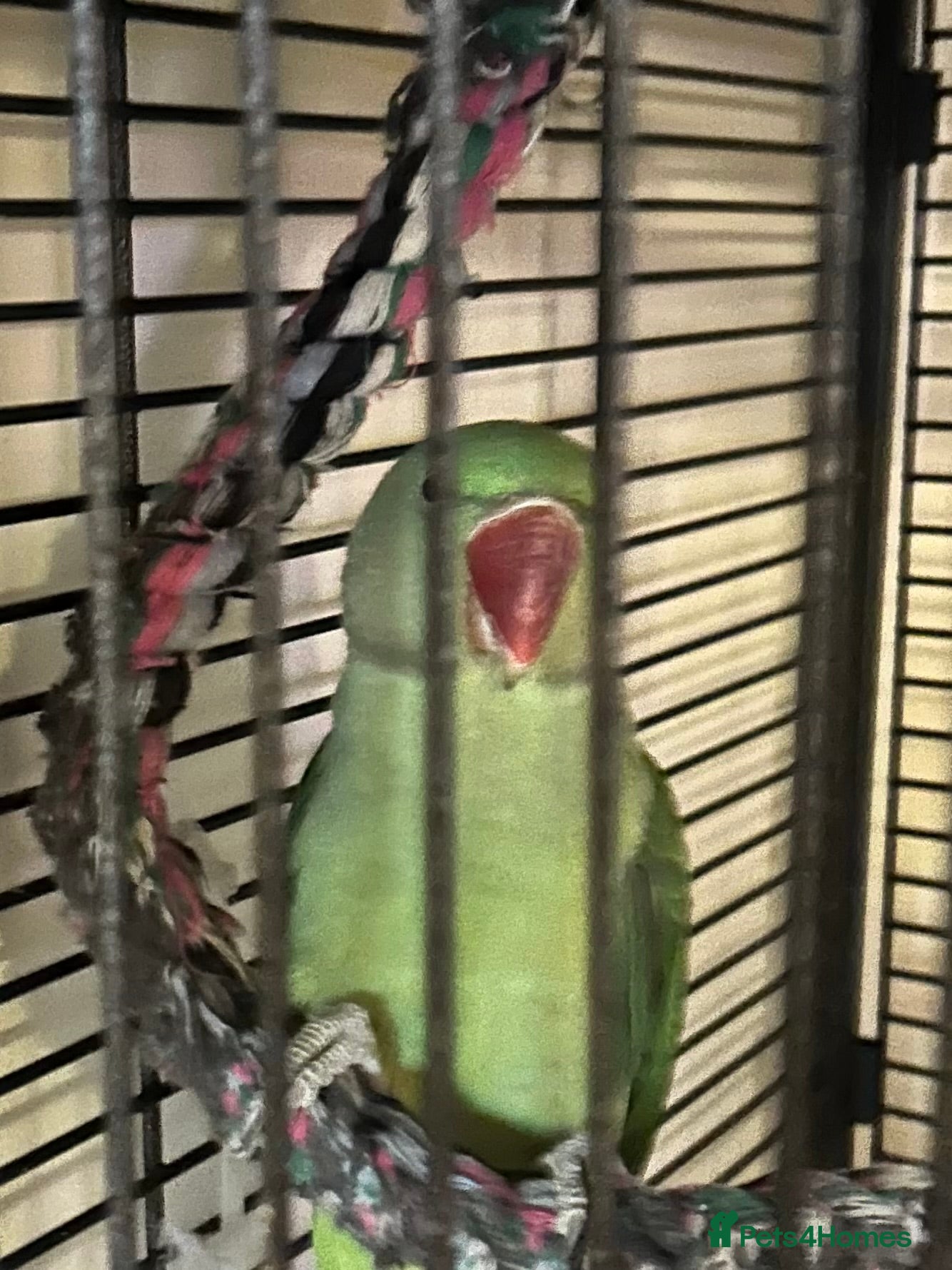 Parrots birds Alexandrine parrot - Advert 2