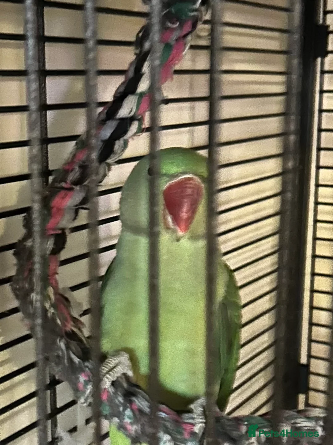 Parrots birds for sale: Alexandrine parrot - Advert 1