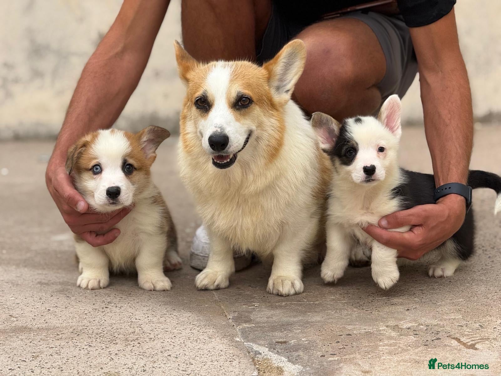 Welsh Corgi Pembroke dogs Welsh Pembroke Corgi puppies  - Advert 12