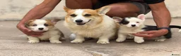 Welsh Corgi Pembroke dogs for sale: Welsh Pembroke Corgi puppies  in Workington - Advert 3