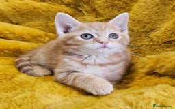 Mixed Breed cats for sale: Kittens  - Image 4