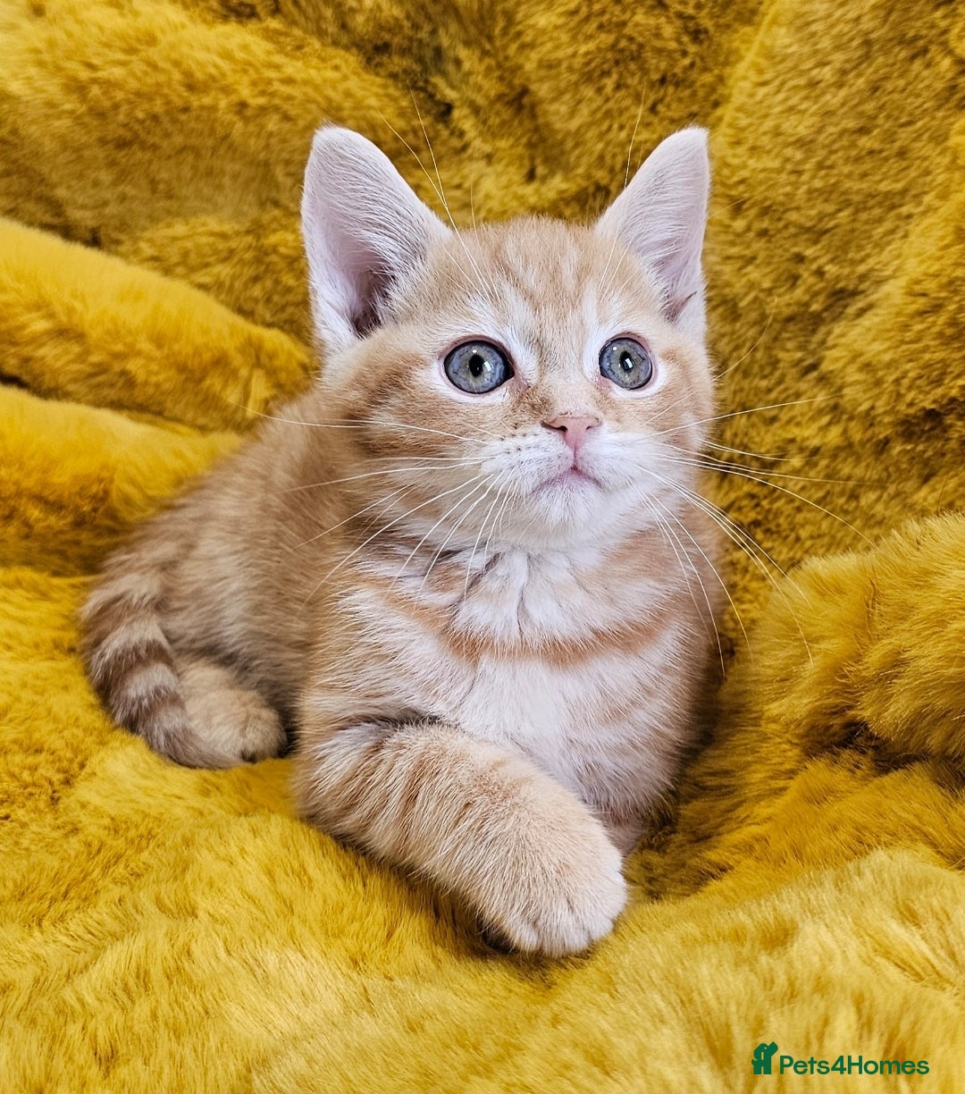 Mixed Breed cats for sale: Kittens  - Image 4