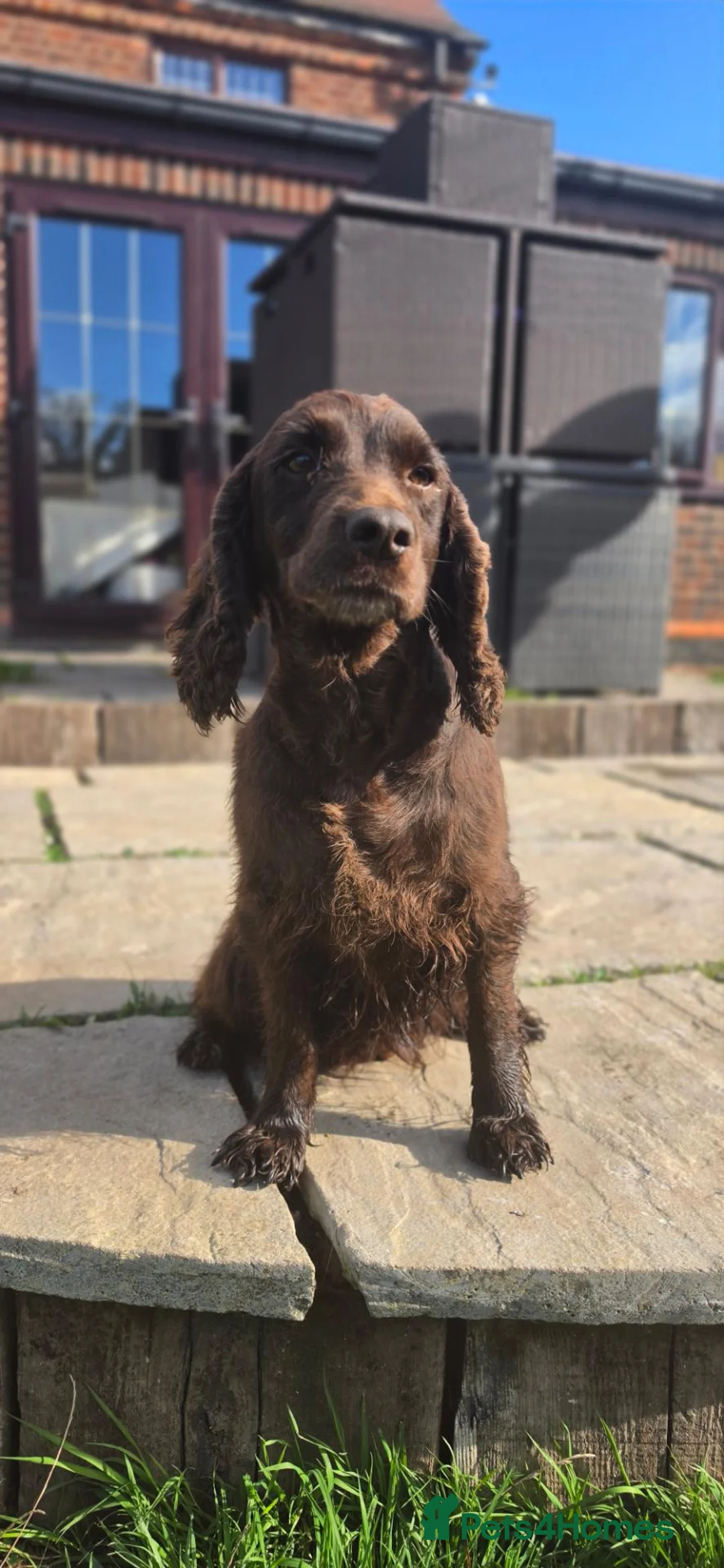 Cocker Spaniel dogs for sale: 6 YEAR OLD KC COCKER SPANIEL - Advert 13