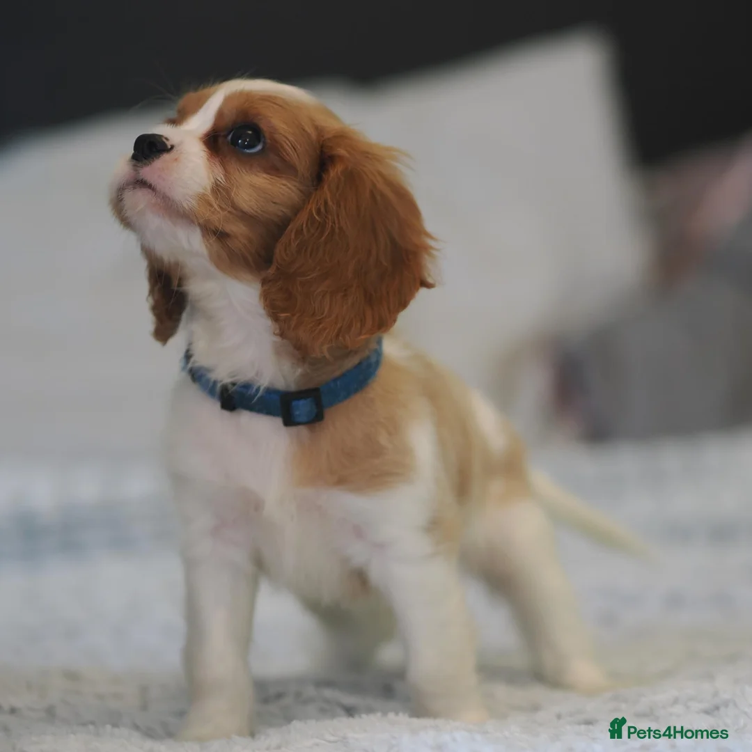 Cavalier King Charles Spaniel dogs for sale: KC Health Tested Cavalier King Charles Spaniel Pup - Advert 17