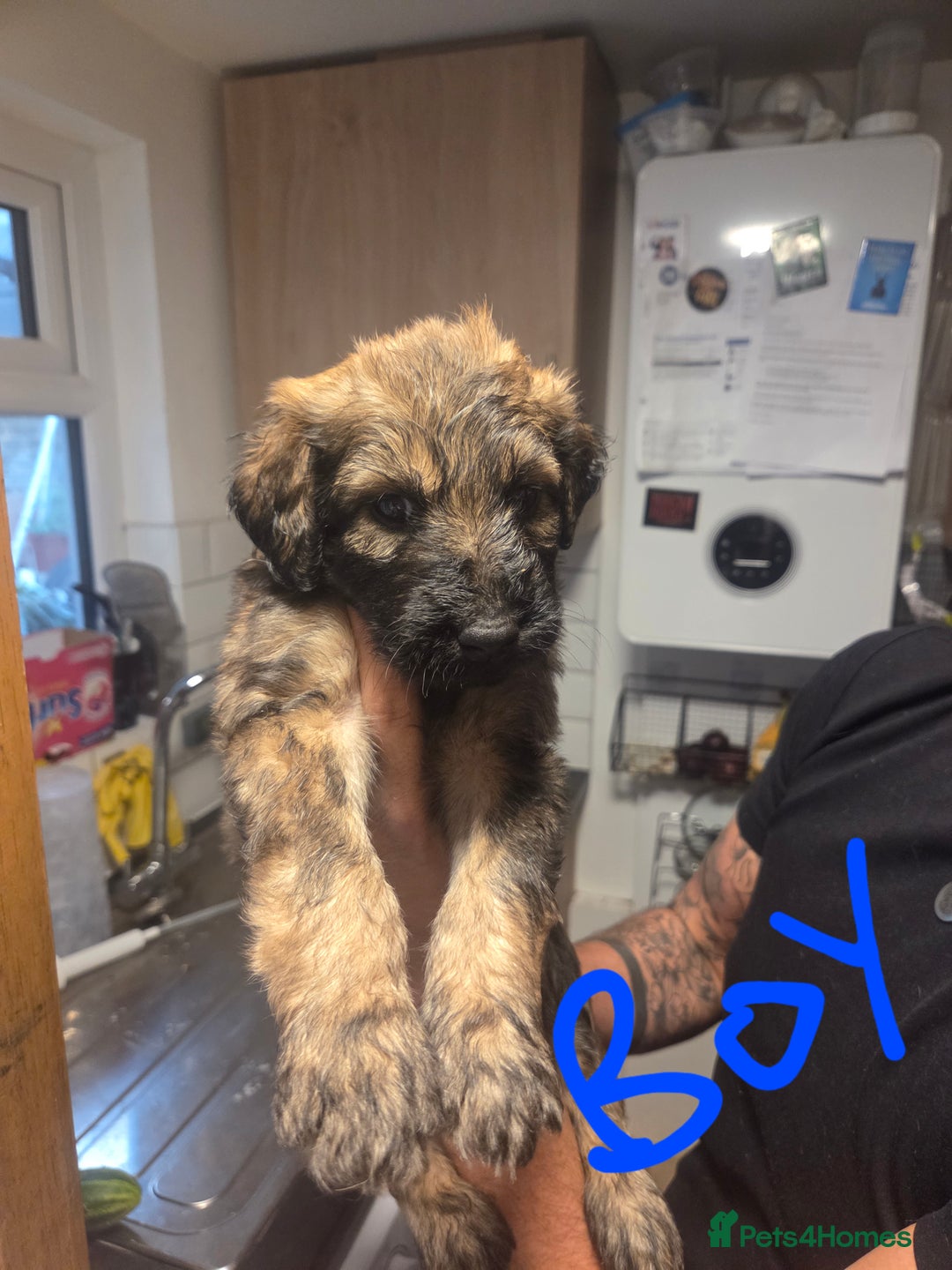 Labradoodle dogs for sale: 6x male 2x female labradoodle puppies - Image 2