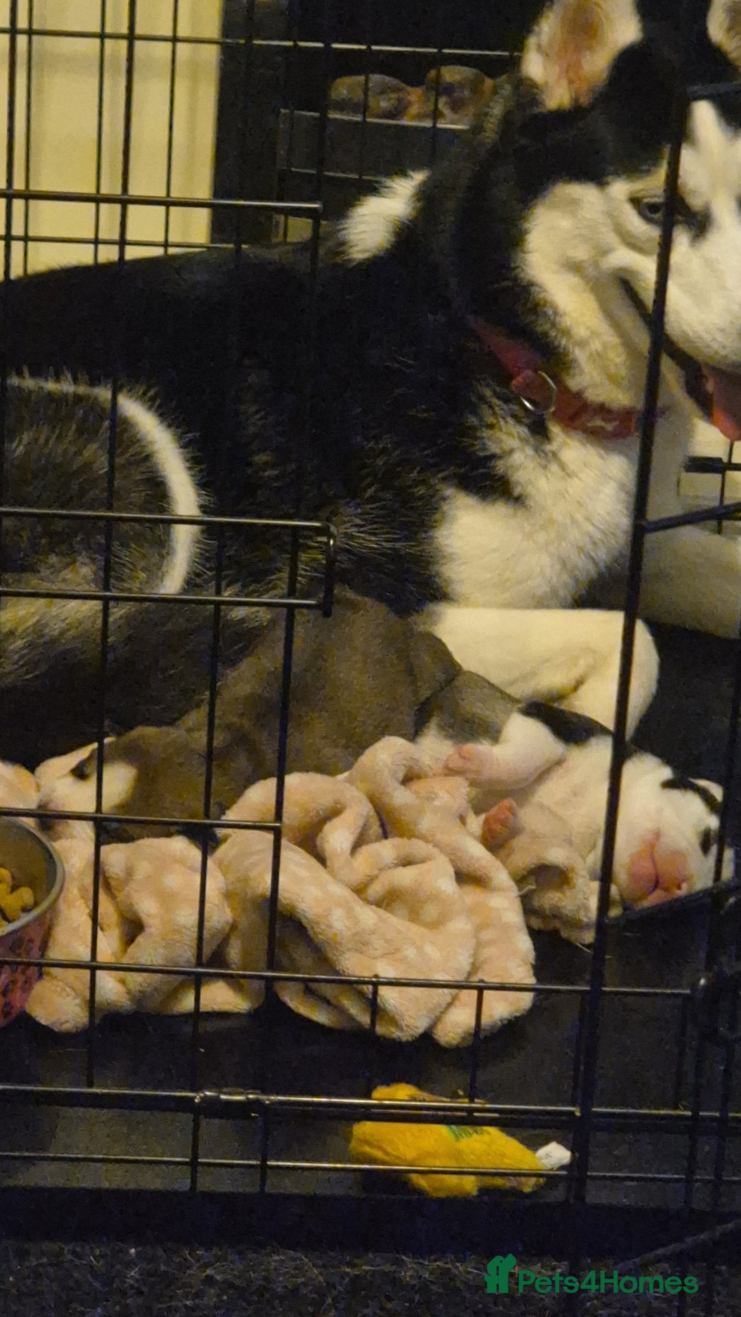 Mixed Breed dogs for sale: Husky/staffy - Image 6