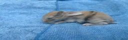 Mini Lop rabbits for sale: Stunning mini lops for sale  - Advert 5
