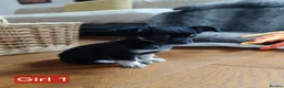 Chihuahua dogs for sale: Quality Longhair Chihuahua Puppies - Advert 5
