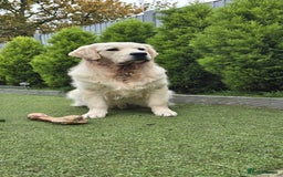 Golden Retriever dogs for stud: KC Golden Retriever for Stud in Harlow - Image 1