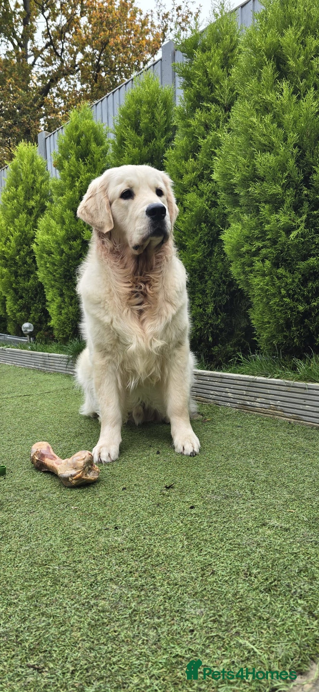 Golden Retriever dogs for stud: KC Golden Retriever for Stud in Harlow - Image 1