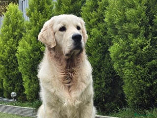 Golden Retriever dogs in Harlow - Advert 3