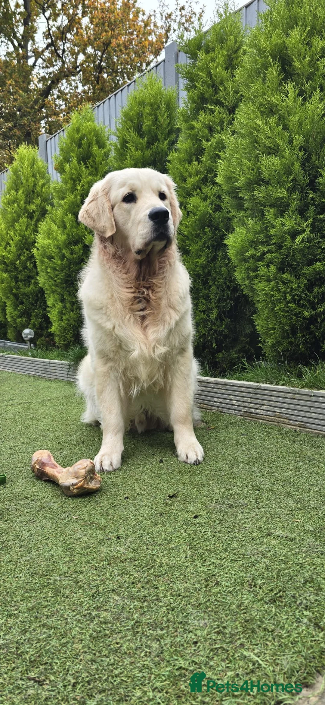 Golden Retriever dogs for stud: KC Golden Retriever for Stud - Advert 2