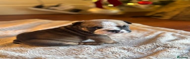 English Bulldog Puppy 2